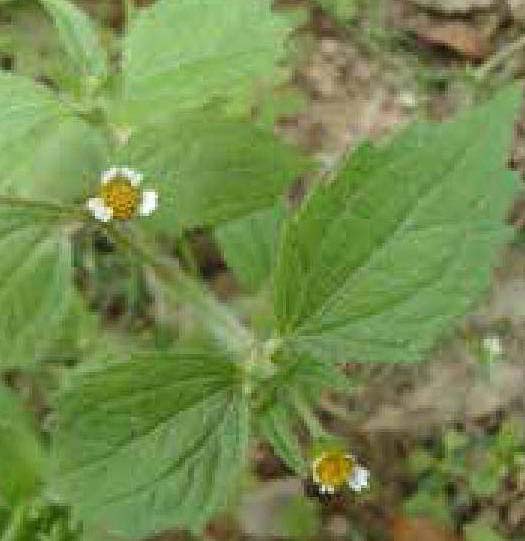 粗毛牛膝菊(睫毛牛膝菊)